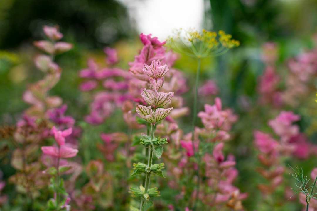 Photo Herbs, garden